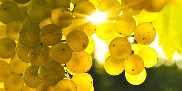 International Chardonnay Tasting & Rebecca Lechman Memorial Bursary Recipient Reveal  MEMBERS Monday November 27